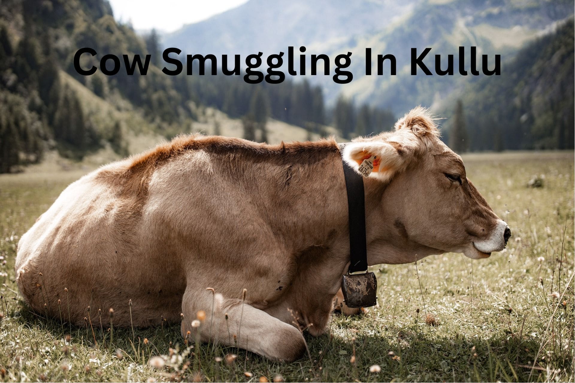 Cow-Smuggling-In-Kullu